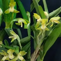 Maxillaria bracteata 2.5" Fragrant