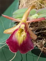 Epidendrum Panama Ruby