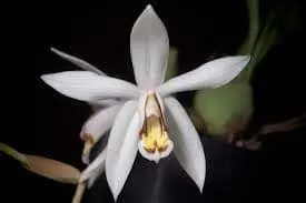 Coelogyne kaliana (Coelogyne)
