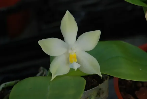 Phalaenopsis violacea 'alba'
