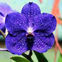 Vanda Pachara Delight