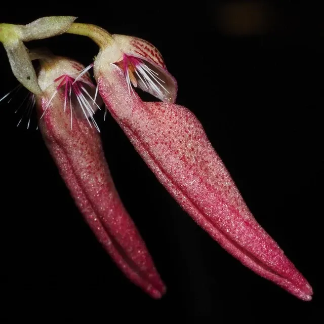Bulbophyllum mirum sp