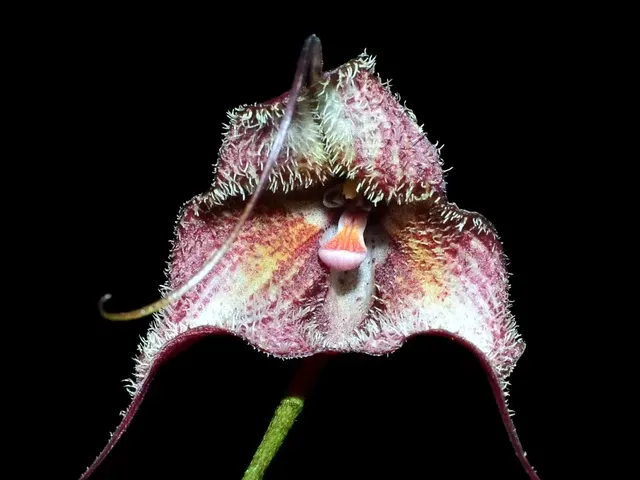 Dracula x kareniae 'Cafecita' (Dracula)