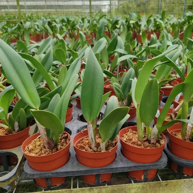 Rhyncholaeliocattleya Duh’s White 'Pink Panther' (Rhyncholaeliocattleya)