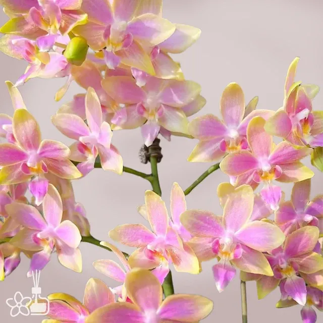 Phalaenopsis Yaphon Pink Bee