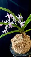 Neofinetia falcata ‘Jahongseon’ (3 spur)