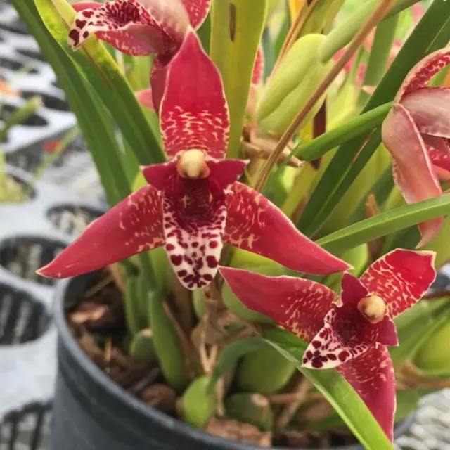 Maxillaria tenuifolia (Maxillaria)