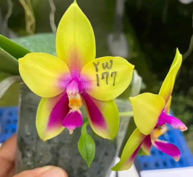 Phalaenopsis LD's Bear Queen ‘LW680’