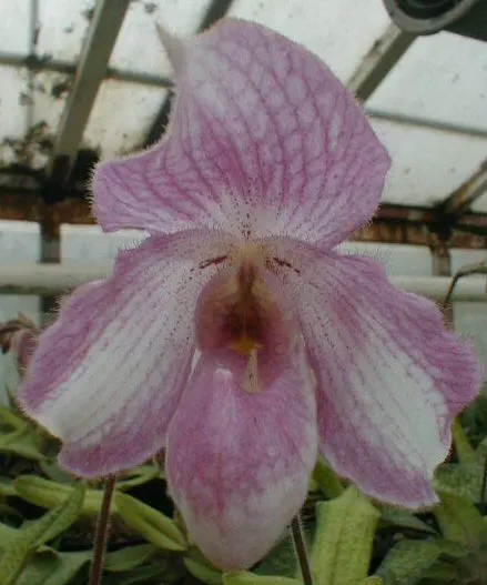 Paphiopedilum delenatii × fairrieanum