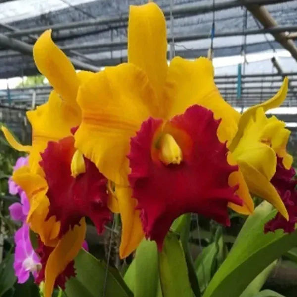 Rhyncholaeliocattleya Suwannee Delight