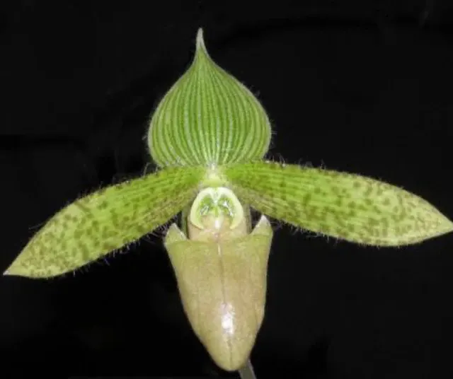 Paphiopedilum sukhakulii forma aureum (Paphiopedilum)
