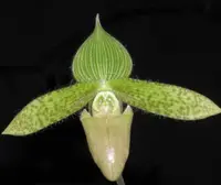 Paphiopedilum sukhakulii forma aureum (Pale Face x Self)