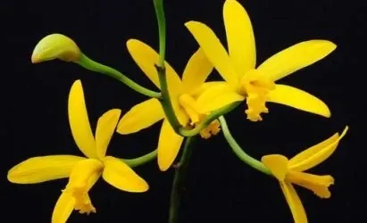 Cattleya flavasulina (Cattleya)