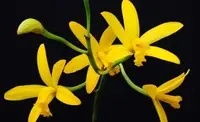 Cattleya flavasulina