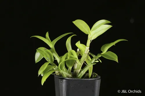 Dendrobium trinervium (Dendrobium)