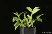 Dendrobium trinervium, BS
