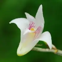 Dendrobium podagraria sp.