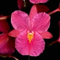 Broughtonia sanguinea sp.