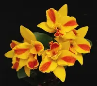 In Bud, Pot. Burana Beauty 'Burana, Shipping Included