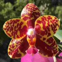 Phalaenopsis Sogo Pony 'YS'