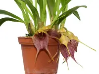 Masdevallia angulata