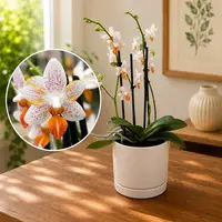 Phalaenopsis Mini Mark 'Sunsplash' JS/AOS