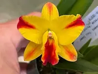 Slc. Candy Sparks (Trudi Marsh x Angel's Fantasy) Orchid Plant 2.5" Pot