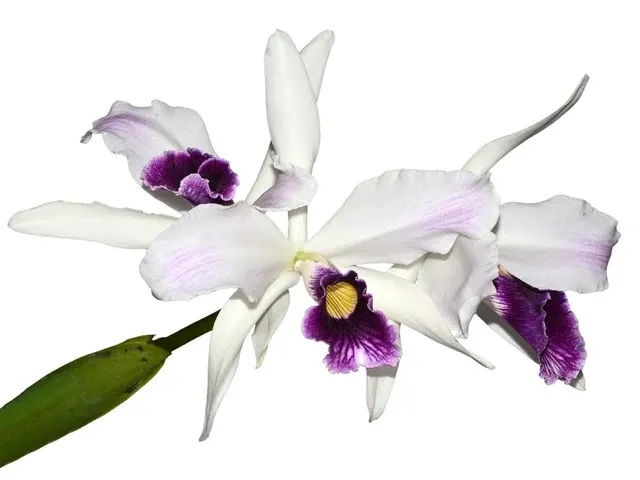Cattleya purpurata f purple