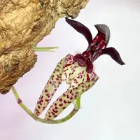 Bulbophyllum lasiochilum | dwarf species | SapphireChild Orchids