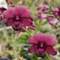 Dendrobium Mem. Marjorie Morton (5″ pot)