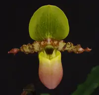 Paphiopedilum primulinum var purpurascens