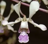 Dendrobium lineale
