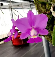 Cattleya walkeriana ‘Baker’s jewel’ 4N x C. aclandiae ‘Envy’ (4N) (Copy)