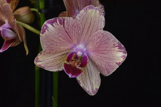 Phalaenopsis Christmas Dream