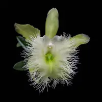 Rhyncholaelia digbyana