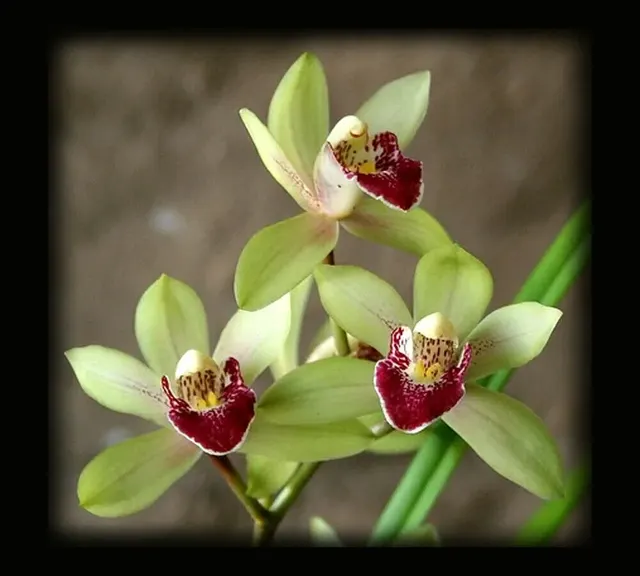 Cymbidium Peter Pan