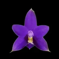 Phalaenopsis violacea Indigo x sib. (Very Fragrant)