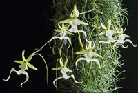 Dlax. lindenii (POLI) ( - - Angraecinae subtribe ) Dlax.=Dendrophylax