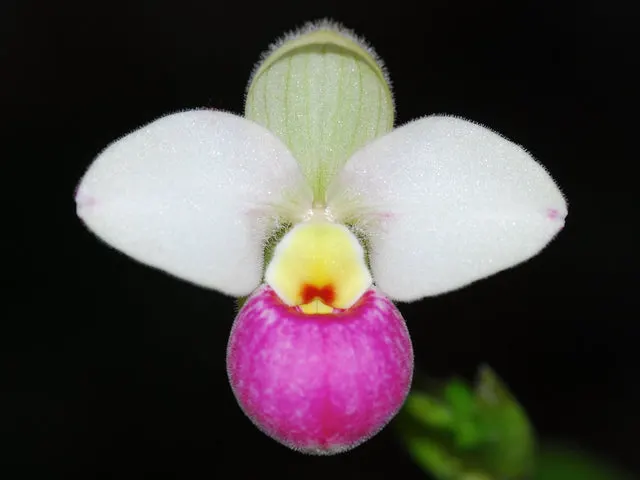 Phragmipedium schlimii var. manzurii 'Gigi'