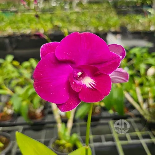 Dendrobium Burana Pink 'Karen'