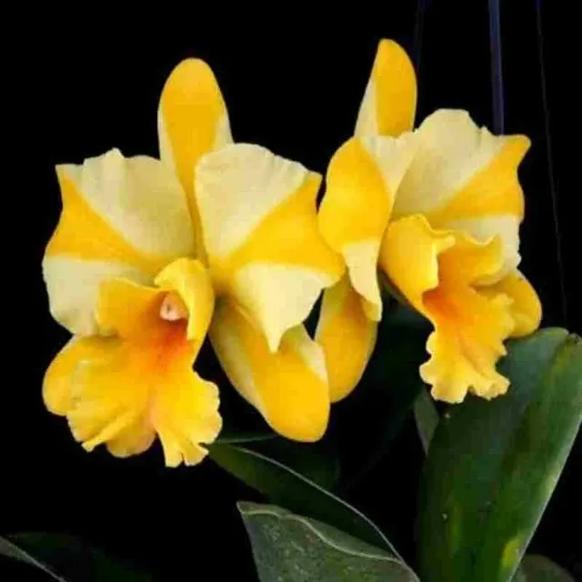 Rhyncholaeliocattleya Nail Hammer