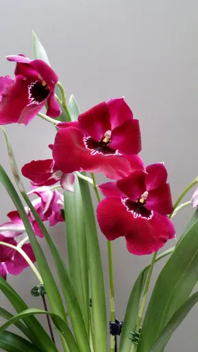 Miltoniopsis Bert Field AM/AOS 'Eileen' (Miltoniopsis)