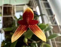 Bulbophyllum pardalotum