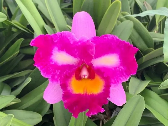 Rhyncholaeliocattleya Tokyo Bay 'Victory' x Dick Smith 'Paradise'