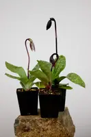 Maudiae-type Paphiopedilums Hybrids 4" IN BUD - MIXED COLORS