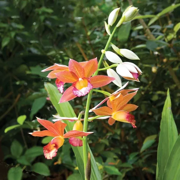 Phaius microburst 'Wild Thing'