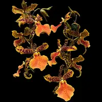 Alcra. Hilo Ablaze 'Hilo Gold' HCC/AOS