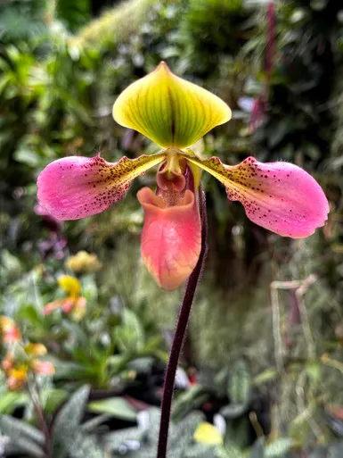 Paphiopedilum Xanthophyllum 'Emerald' (Paphiopedilum)