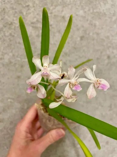 Vanda lamellata x lilacina (Vanda)