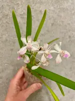 Vanda lamellata x lilacina | compact novelty | SapphireChild Orchids